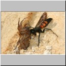 Anoplius viaticus - Wegwespe 38a beim Eintrag einer Trochosa-Wolfsspinne.jpg